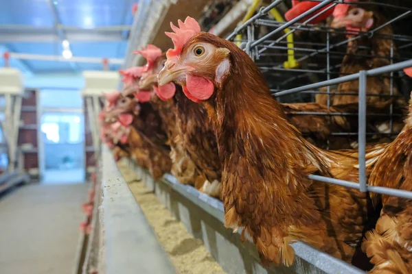蛋鸡鸡用多级生产线输送机生产的鸡卵家禽养殖场 蛋鸡农场 农业技术装备厂 有限景深 — 图库照片