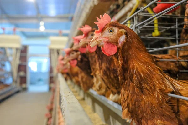 Pollos Capa Con Línea Producción Multinivel Línea Producción Transportadora Huevos —  Fotos de Stock