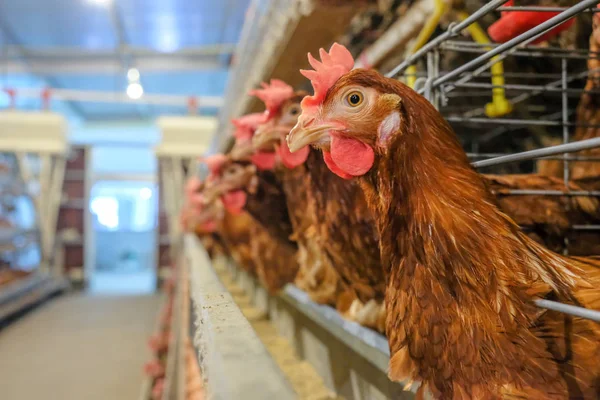 Tavuk çok düzeyli üretim hattı konveyör üretim hattı ile tavuk yumurtası tavuk çiftliği, katman çiftlik konut, tarım teknolojik ekipman fabrika katman. Sınırlı alan derinliği.