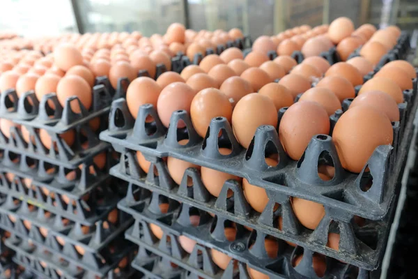 Maskin Klassifisering Sortering Ferske Egg Eggsortering Etter Vekt Størrelse – stockfoto