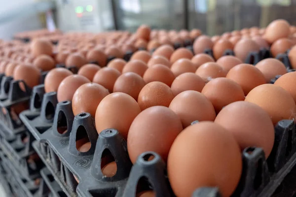 Maskin Klassifisering Sortering Ferske Egg Eggsortering Etter Vekt Størrelse – stockfoto
