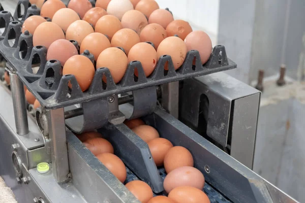 Sortier Und Sortiermaschine Für Frische Eier Sortierung Der Eier Nach — Stockfoto