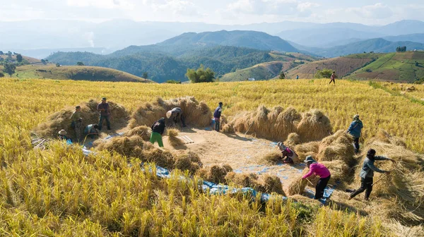 Famers Harvest Rice Farm Traditional Way Manual Rice Threshing Hamlet — Stock Photo, Image