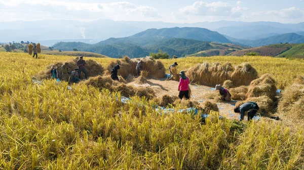 Famers Harvest Rice Farm Traditional Way Manual Rice Threshing Hamlet — Stock Photo, Image