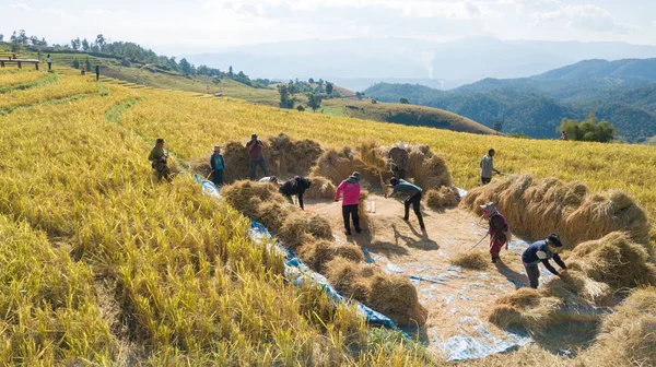 Famers Harvest Rice Farm Traditional Way Manual Rice Threshing Hamlet — Stock Photo, Image