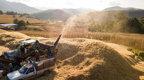 Transport Traditional Combine Operator Harvesting Corn Field Summer Evening North — Stock Photo, Image