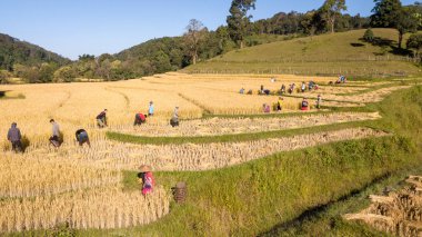 Altın organik pirinç alan üzerinde hasat pirinç By el ile çiftçi Tayland