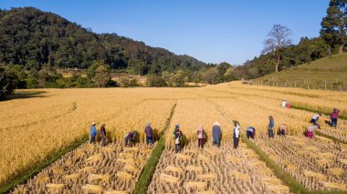 Altın organik pirinç alan üzerinde hasat pirinç By el ile çiftçi Tayland