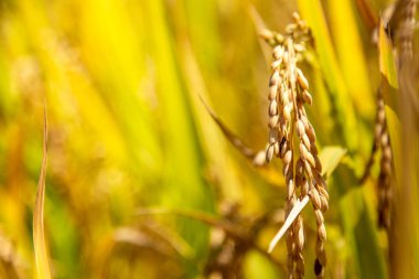 Güzel manzara görünümü olgun çeltik pirinç Tayland ile ev ve altın pirinç terasları alanları, 