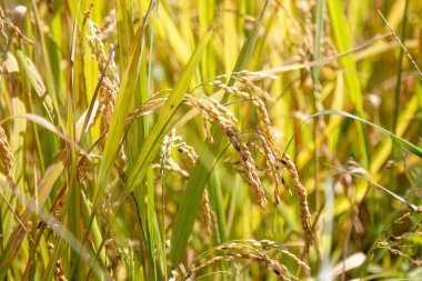 Güzel manzara görünümü olgun çeltik pirinç Tayland ile ev ve altın pirinç terasları alanları, 