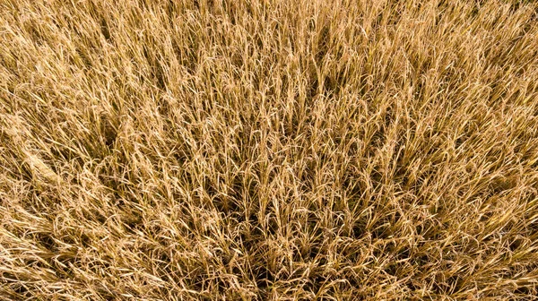 Gouden Biologische Rijst Veld Rijst Van Oogsten Van Hand Van — Stockfoto