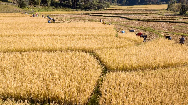 Золотое Органическое Рисовое Поле Уборке Риса Вручную Фермером Таиланде — стоковое фото