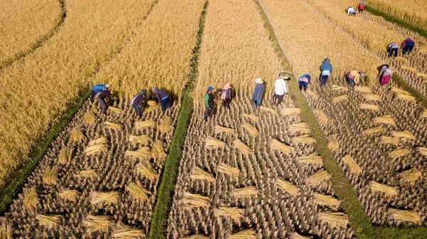 Χρυσή Οργανικά Ορυζώνα Για Συγκομιδή Ρυζιού Δια Χειροσ Από Γεωργό — Φωτογραφία Αρχείου