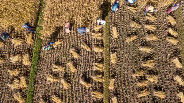 Campo Arroz Orgânico Dourado Colheita Arroz Mão Pelo Agricultor Tailândia — Fotografia de Stock