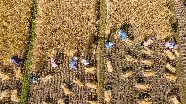 Campo Arroz Orgânico Dourado Colheita Arroz Mão Pelo Agricultor Tailândia — Fotografia de Stock