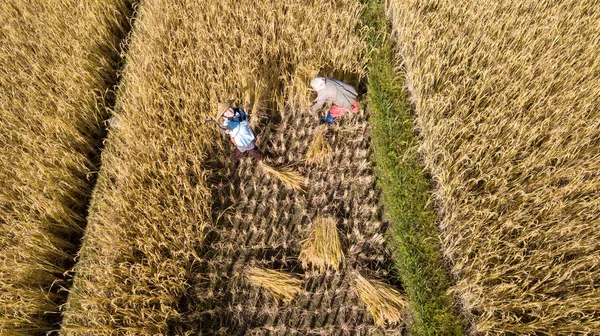 Campo Arroz Orgánico Dorado Cosecha Arroz Mano Por Agricultor Tailandia — Foto de Stock