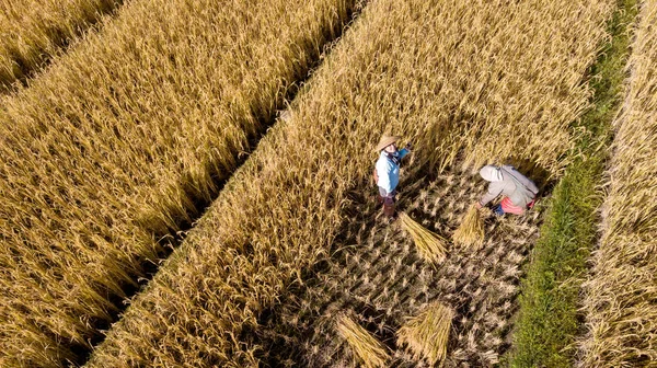 Złote Organiczny Pole Ryżu Zbiory Ryżu Strony Według Przez Rolnika — Zdjęcie stockowe