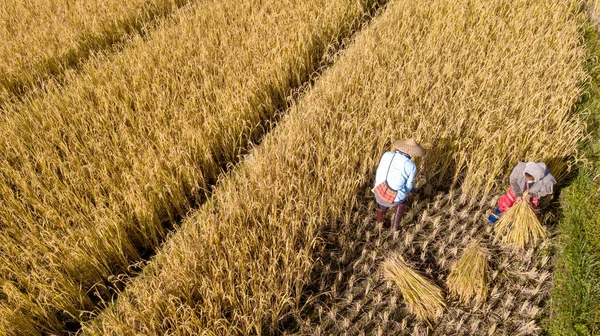 Złote Organiczny Pole Ryżu Zbiory Ryżu Strony Według Przez Rolnika — Zdjęcie stockowe