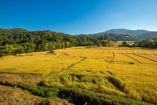 Krásná Krajina Pohled Zlaté Rýžové Terasy Polí Dům Zralé Neloupané — Stock fotografie