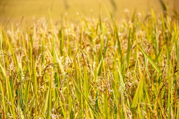 Пейзаж Золотыми Рисовыми Террасами Домом Рисовыми Плантациями Mature Paddy Таиланде — стоковое фото