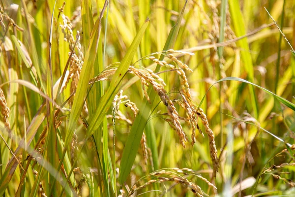 Güzel manzara görünümü olgun çeltik pirinç Tayland ile ev ve altın pirinç terasları alanları, 