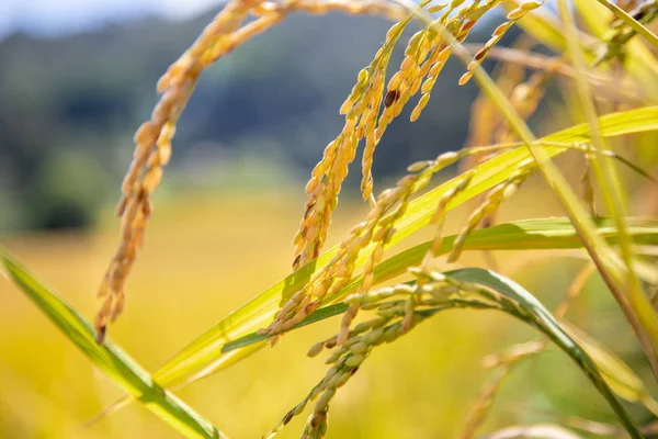 Schöne Landschaft Blick Auf Goldene Reisterrassen Felder Und Haus Mit — Stockfoto