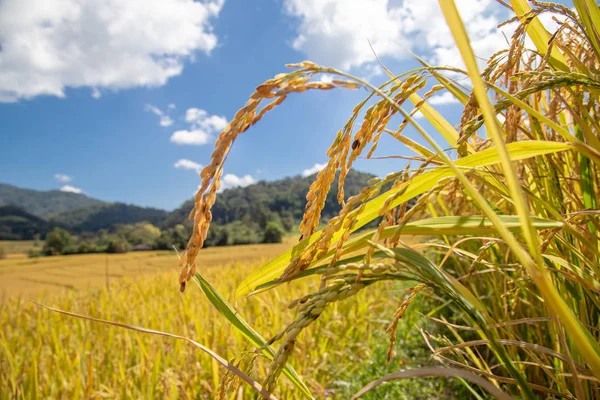 Widok Piękny Krajobraz Golden Rice Tarasy Pól Dom Ryżu Niełuskanego — Zdjęcie stockowe