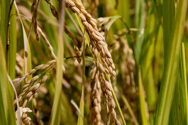 Widok Piękny Krajobraz Golden Rice Tarasy Pól Dom Ryżu Niełuskanego — Zdjęcie stockowe