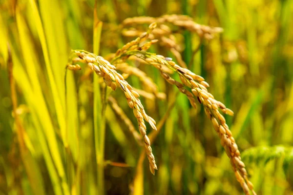 Bela Paisagem Vista Terraços Arroz Dourado Campos Casa Com Arroz — Fotografia de Stock