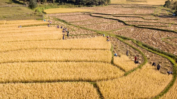 Золотое Органическое Рисовое Поле Уборке Риса Вручную Фермером Таиланде Лицензионные Стоковые Изображения