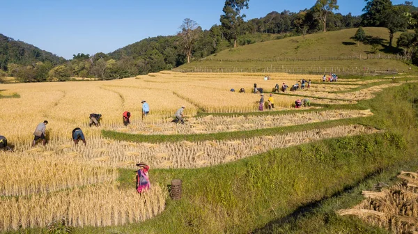Золотое Органическое Рисовое Поле Уборке Риса Вручную Фермером Таиланде Стоковая Картинка