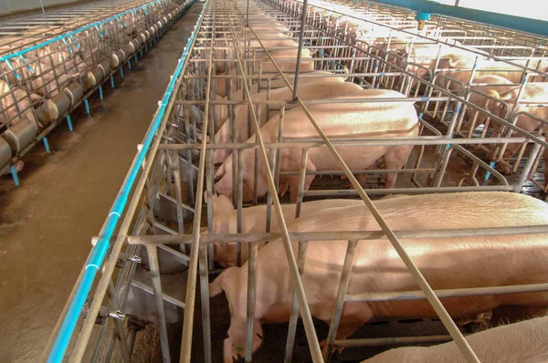 养猪场养猪场养猪业中的好奇猪与猪妈妈喂养仔猪在整洁干净的室内住宅农场 — 图库照片