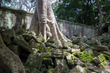 Ta Prohm Angkor Wat Kamboçya. Ta Prohm antik Tapınağı Angkor Wat, Kamboçya nerede orman ağaç köklerinin gerçeküstü dünya üreten bu antik yapıların Duvar ile iç içe.