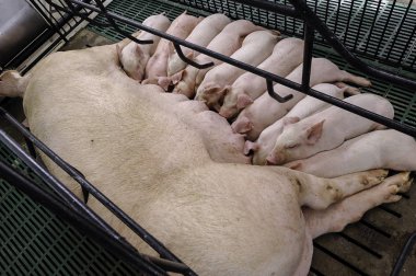 Lot of Piglets sucking milk from sow mother with clean body in modern domestic housing farm. clipart