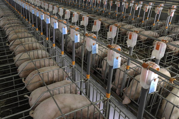 Lot of Piglets sucking milk from sow mother with clean body.