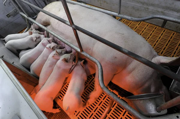 大量的小猪用干净的身体从母猪身上吸奶 — 图库照片