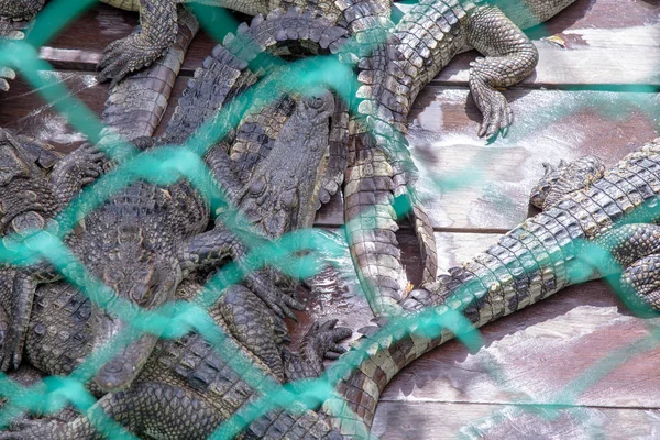 Fazenda Crocodilos Lago Great Lake Tonle Sap Siem Reap Camboja — Fotografia de Stock