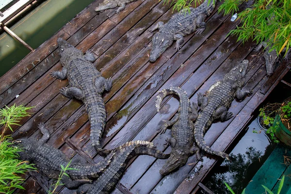 Fazenda Crocodilos Lago Great Lake Tonle Sap Siem Reap Camboja — Fotografia de Stock