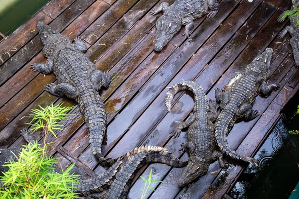 Fazenda Crocodilos Lago Great Lake Tonle Sap Siem Reap Camboja — Fotografia de Stock