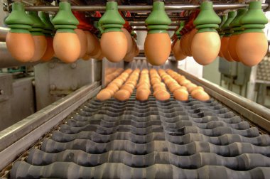Seçme Işlem ve üretim hattı taze yumurta ile sınıflandırma yumurta fabrika otomatikleştirmek gıda işleme tesisi paket için hazır olun.