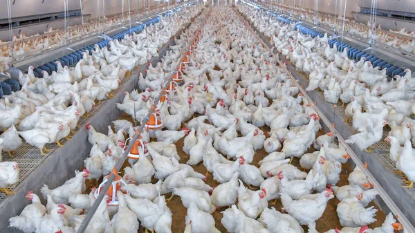 Kanatlı broiler çiftlik iş üst hisse senedi modern konut grubunda beyaz tavuk grup ile.