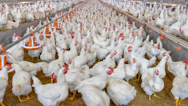 Kanatlı broiler çiftlik iş üst hisse senedi modern konut grubunda beyaz tavuk grup ile.
