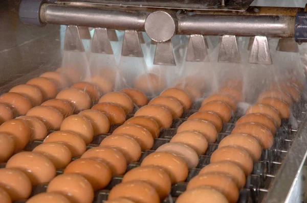 Яєчний Завод Лінії Виробництва Прання Свіжими Яйцями Готується Упаковки Заводі Ліцензійні Стокові Зображення