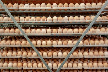 Çok fazla yumurta doğurmak doğurmak kuluçka tesisi kalite ve sağlıklı yumurta işlemi seçme--dan tepsi üzerinde.