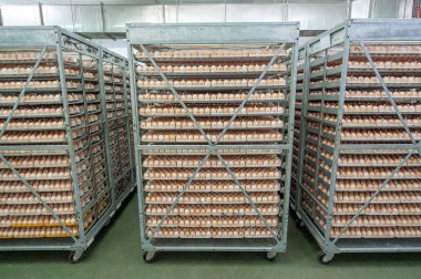 Kalite kontrol kuluçka birimi yetiştirici yumurta üretim hattındaki ile yumurta fabrika