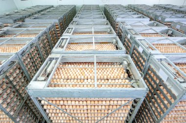 Kalite kontrol kuluçka birimi yetiştirici yumurta üretim hattındaki ile yumurta fabrika