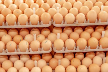 Çok fazla yumurta doğurmak doğurmak kuluçka tesisi kalite ve sağlıklı yumurta işlemi seçme--dan tepsi üzerinde.