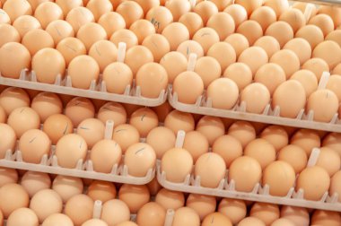 Çok fazla yumurta doğurmak doğurmak kuluçka tesisi kalite ve sağlıklı yumurta işlemi seçme--dan tepsi üzerinde.