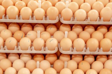 Çok fazla yumurta doğurmak doğurmak kuluçka tesisi kalite ve sağlıklı yumurta işlemi seçme--dan tepsi üzerinde.