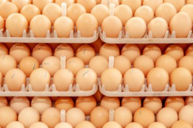 Çok fazla yumurta doğurmak doğurmak kuluçka tesisi kalite ve sağlıklı yumurta işlemi seçme--dan tepsi üzerinde.